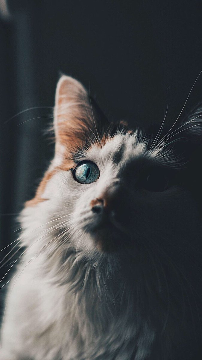 خلفيات قطط , صور رائعة للقطط شوف احلى صورة وحطها على جهازك - صباحيات