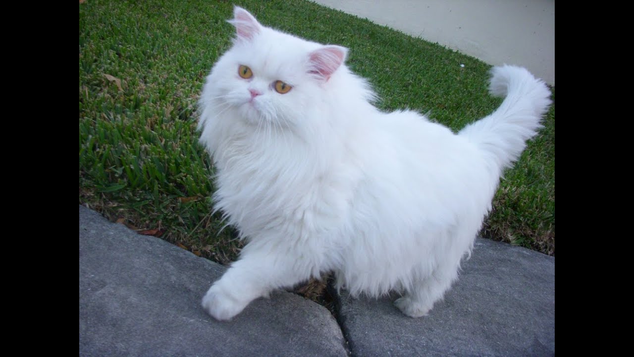 قطط شيرازى , من اجمل القطط ذو الشعر الكثيف - صباحيات