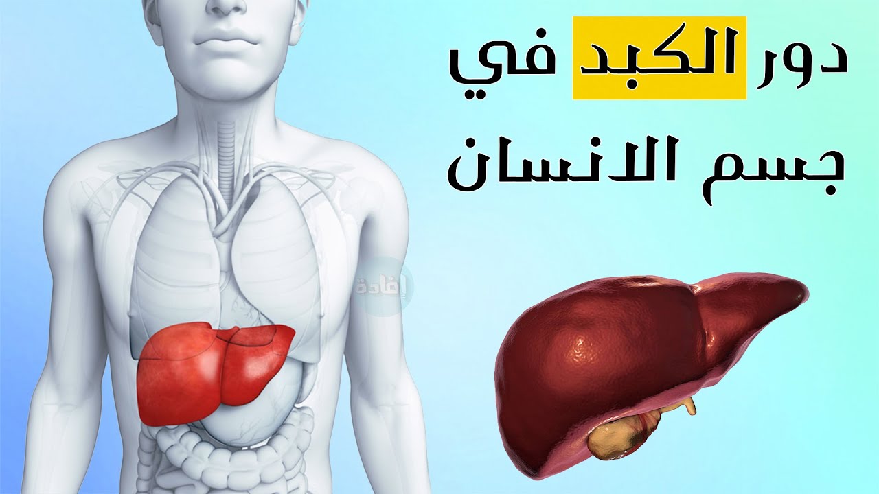 ما هو دور الكبد - وظائف الكبد وما هو دوره في الجسم 6103 1