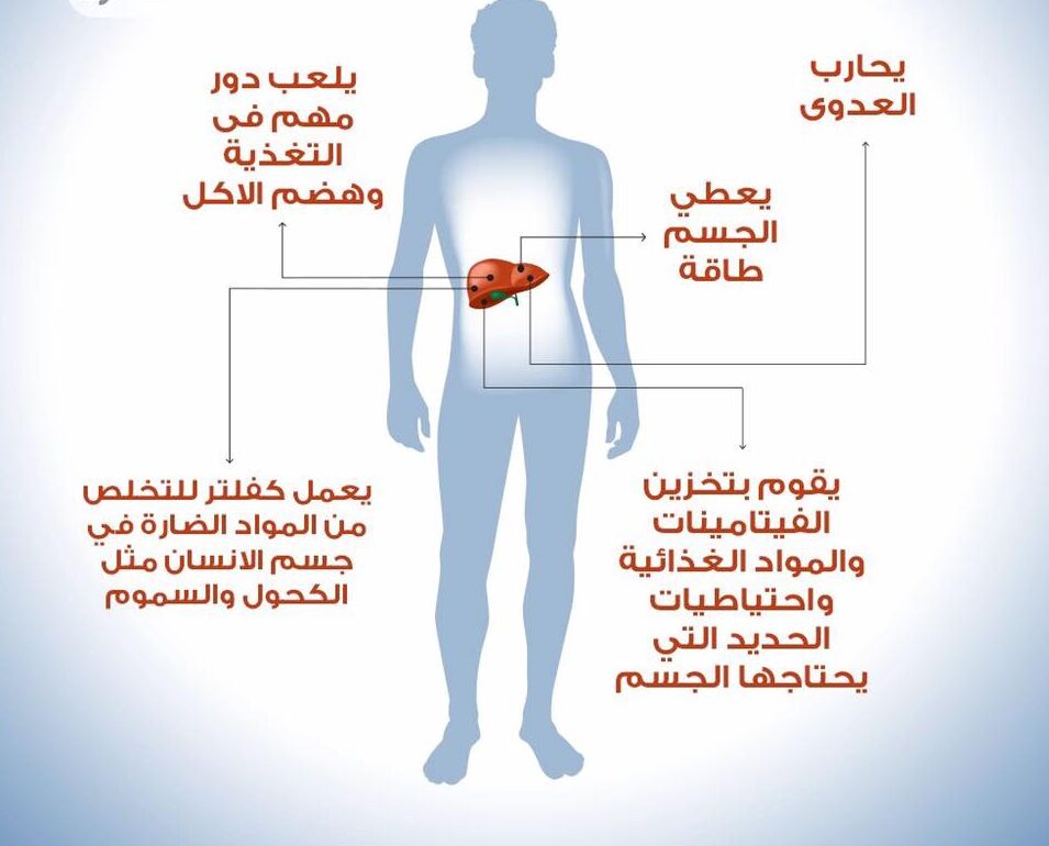 ما هو دور الكبد - وظائف الكبد وما هو دوره في الجسم 6103 3