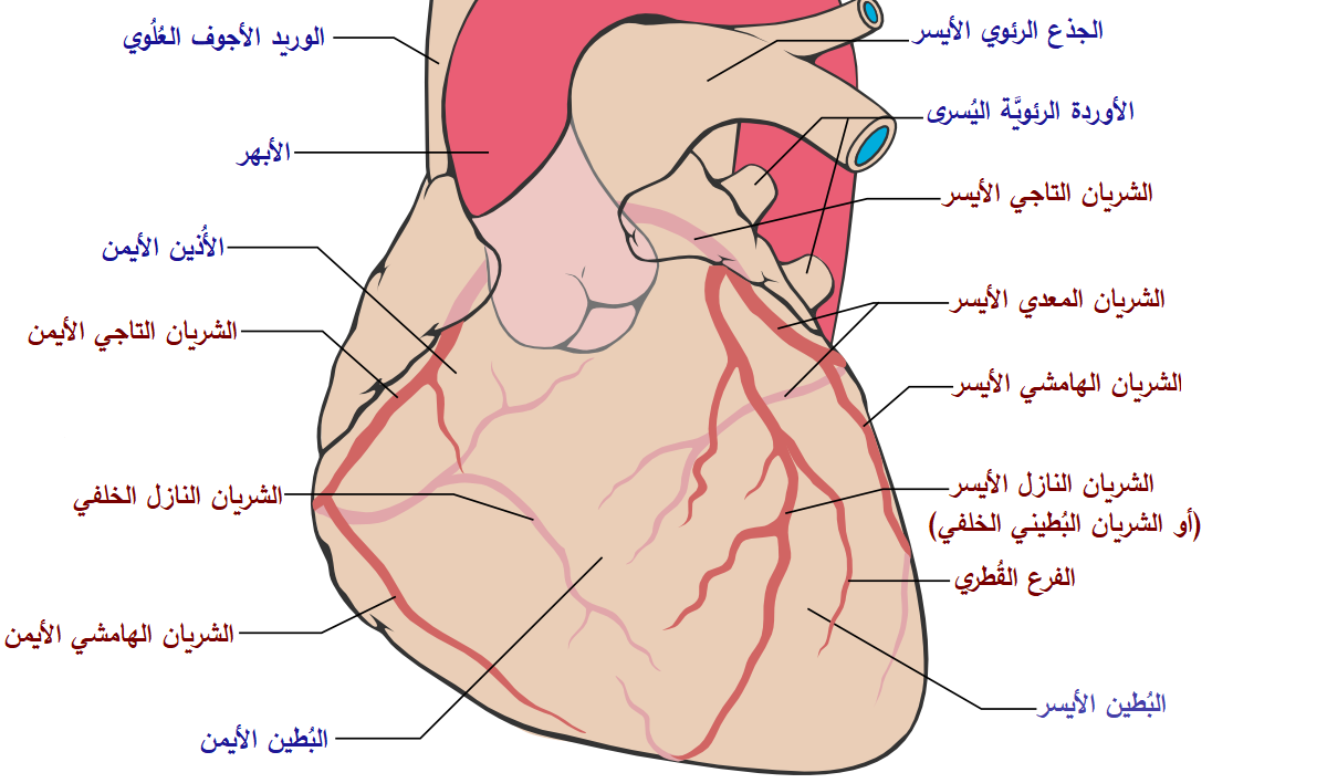 ماهي اسماء شرايين القلب - كم عدد شرايين القلب وما هو اهم شريان 6376 1