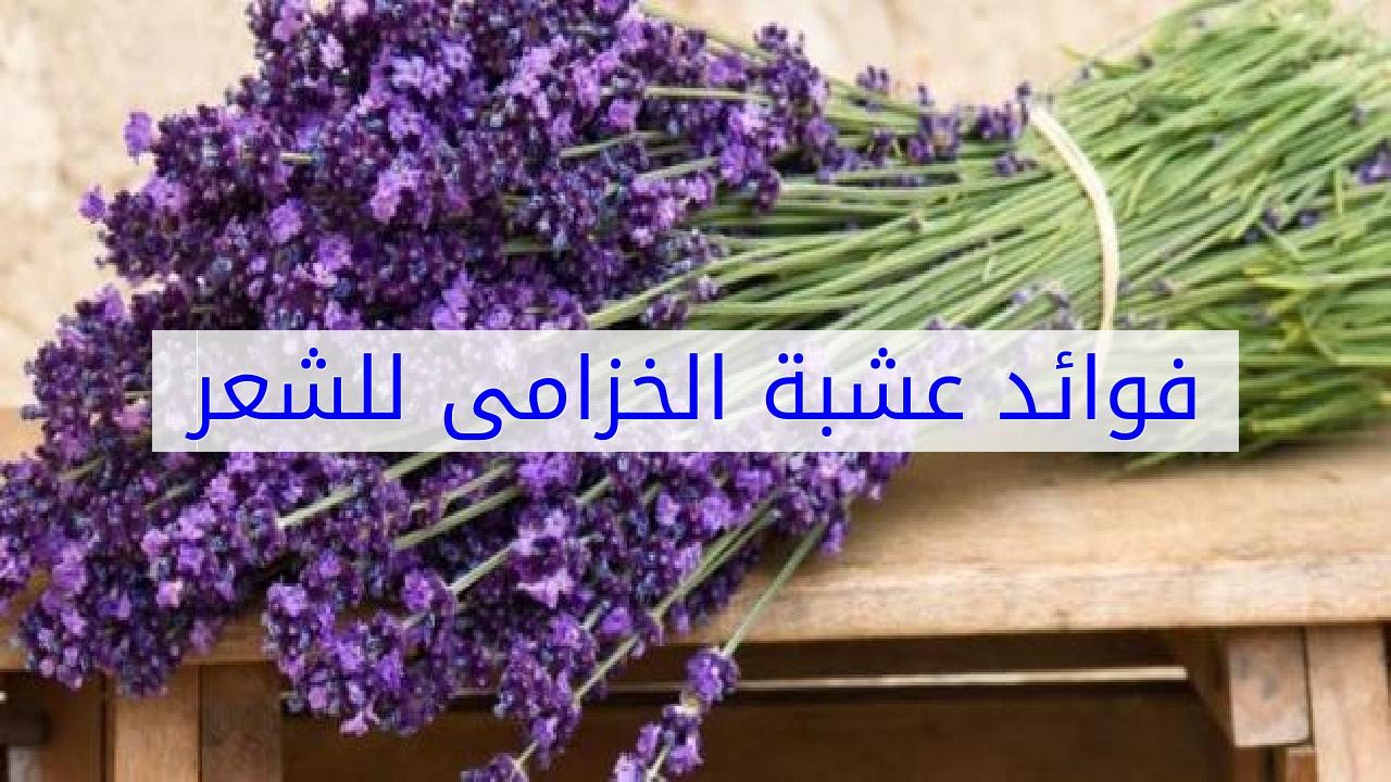 فوائد زيت الخزامى للشعر - استخدام زيت الخزامي للشعر 11136