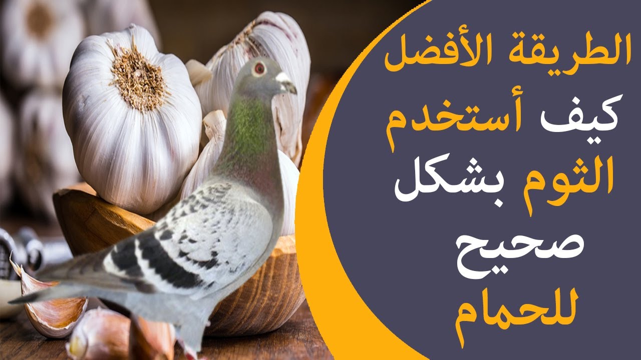 كيفية علاج الحمام بالثوم - استخدام الثوم لعلاج الحمام 11128