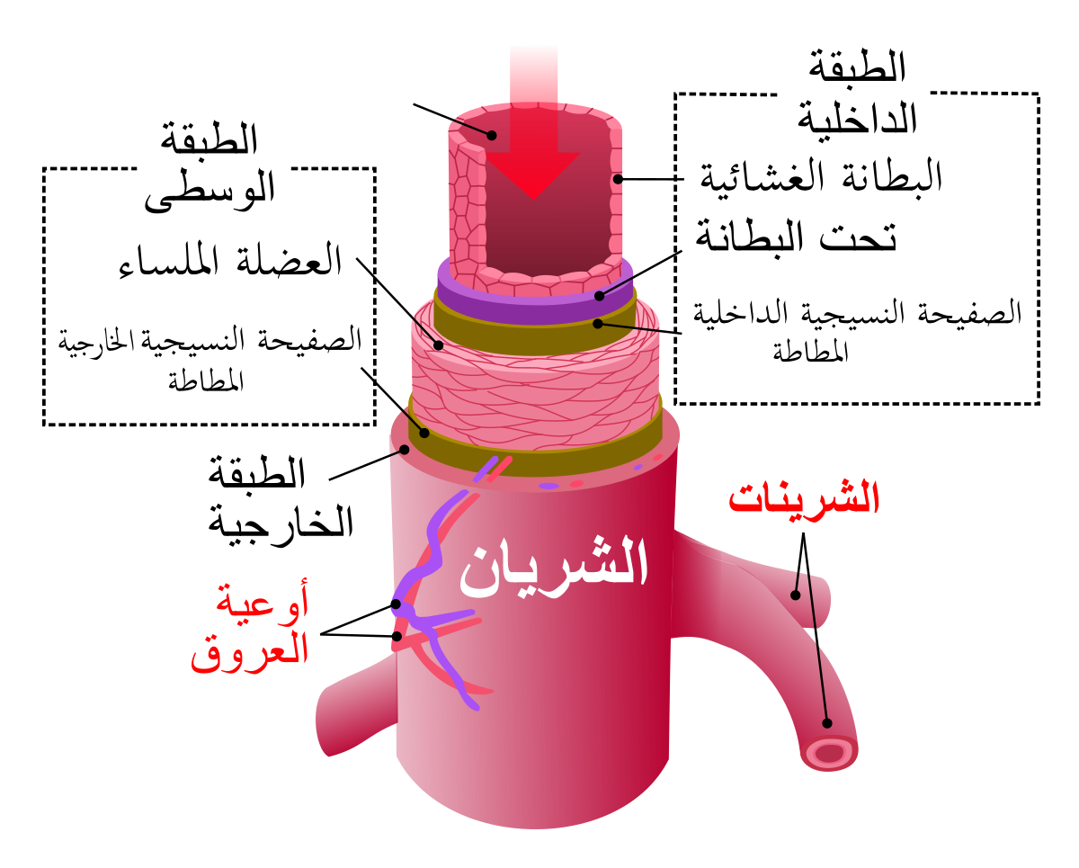 ماهي اسماء شرايين القلب - كم عدد شرايين القلب وما هو اهم شريان 6376