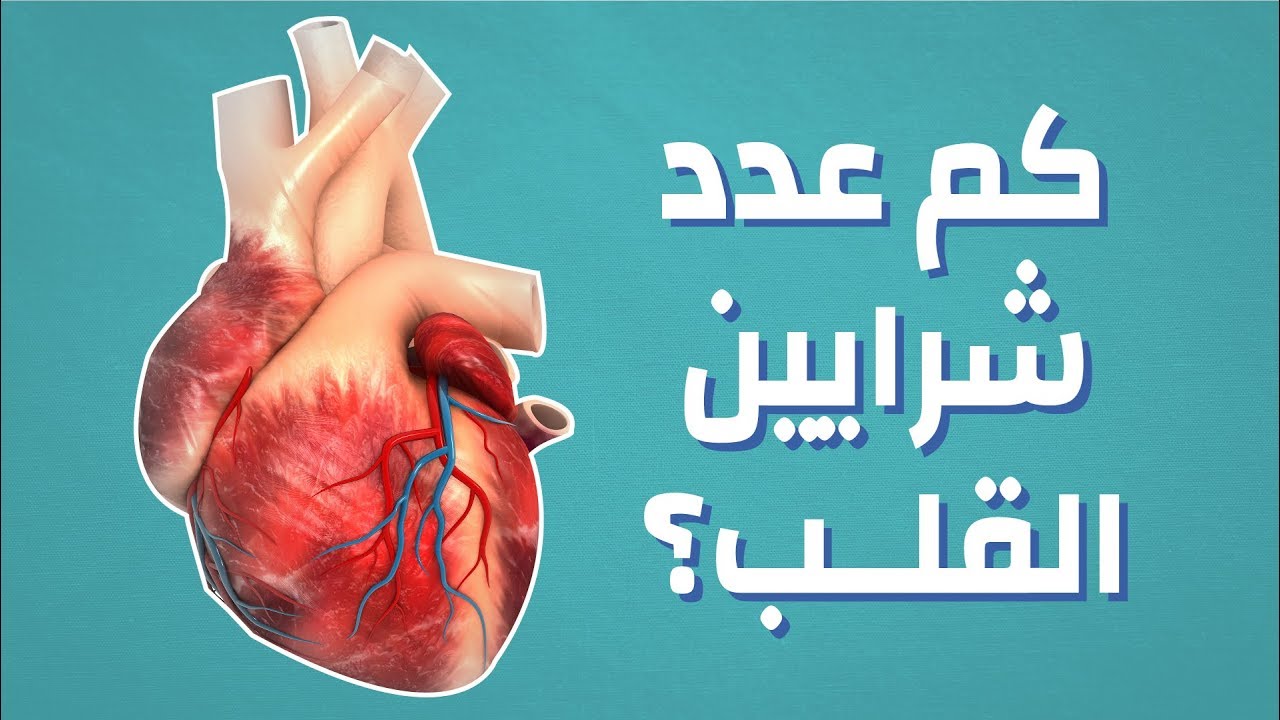 ماهي اسماء شرايين القلب - كم عدد شرايين القلب وما هو اهم شريان 6376