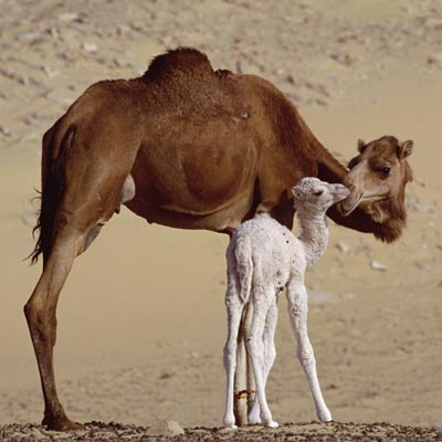 عالم الحيوان - صور حيوانات 185 4