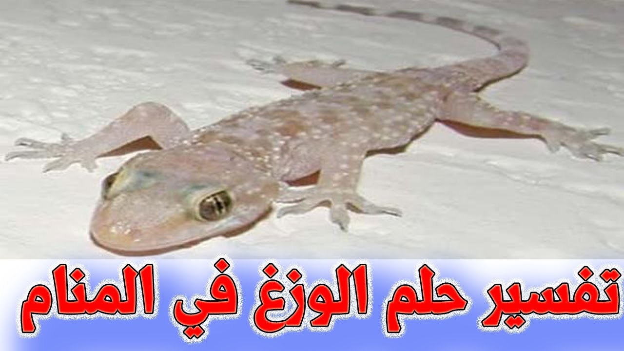 تفسير حلم الوزغ , بعض الاحلام عن الزواحف وتفسيرها