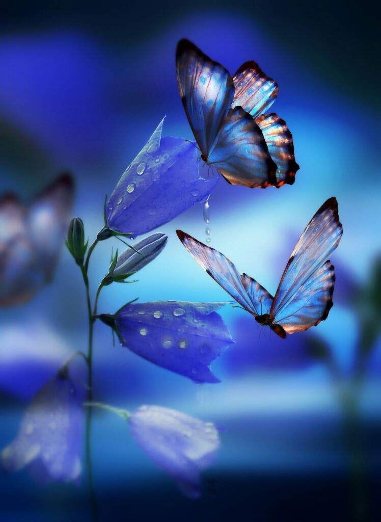 صور اجمل الفراشات , فراشات ملونة تحفة - صباحيات