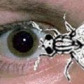 6521 3 علاج الذبابة الطائرة في العين بالاعشاب - كيفية علاج ذبابة العين نوف