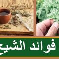 7288 3 فوائد نبات الشيح - ما هو نبات الشيح وكيفيه الاستفاده منه نوف