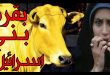 11386 11 القصص التي تناولتها سورة البقرة - فضل سوره البقره علينا وما هي قصصها نوف